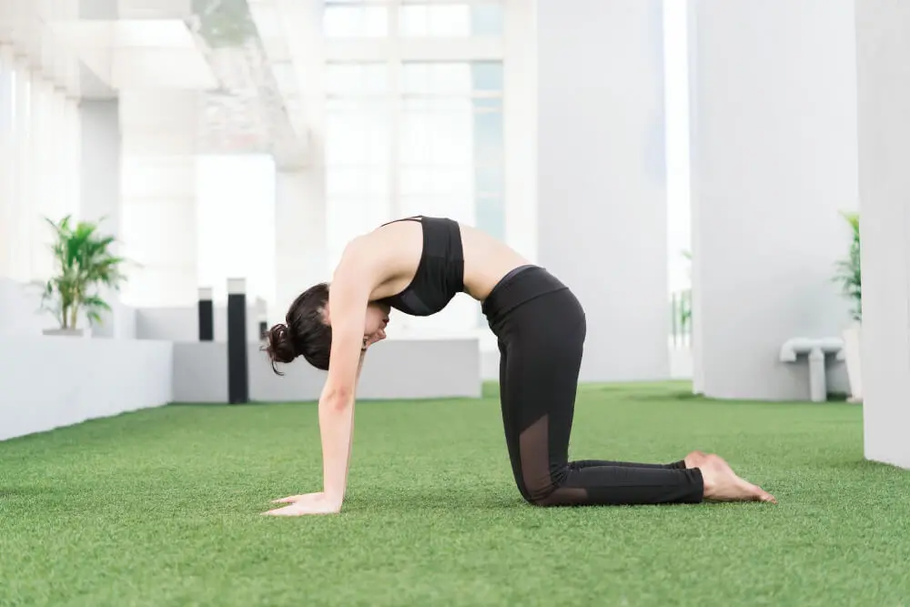Tư thế Mèo – Cat pose Tư thế Mèo – Cat pose